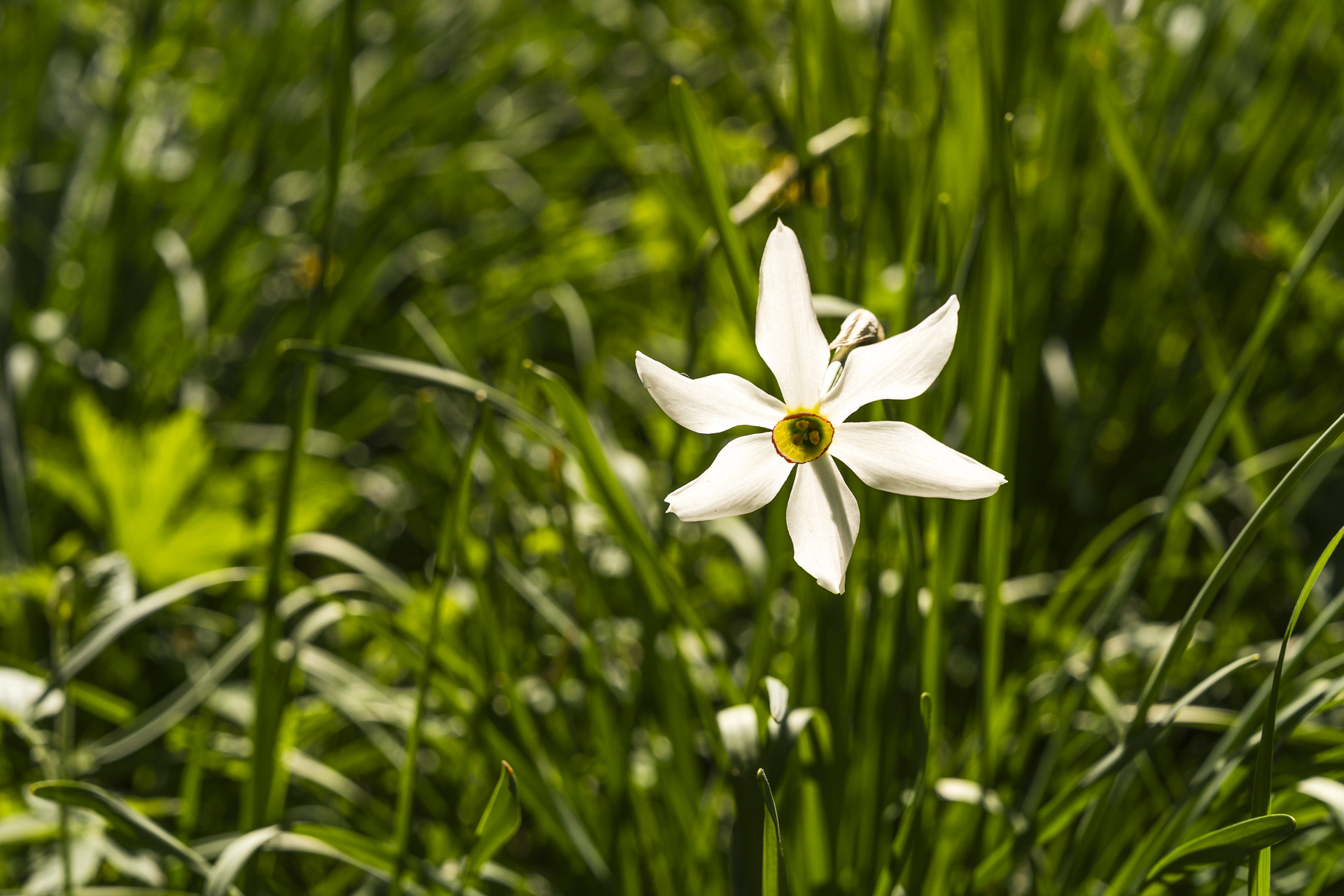 Close-up of a daffodil