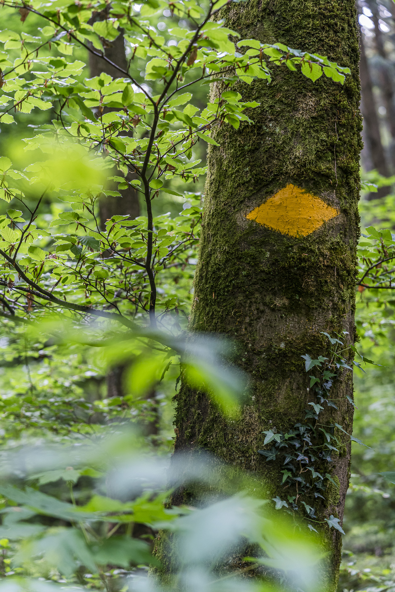 Trail through a natural forest reserve