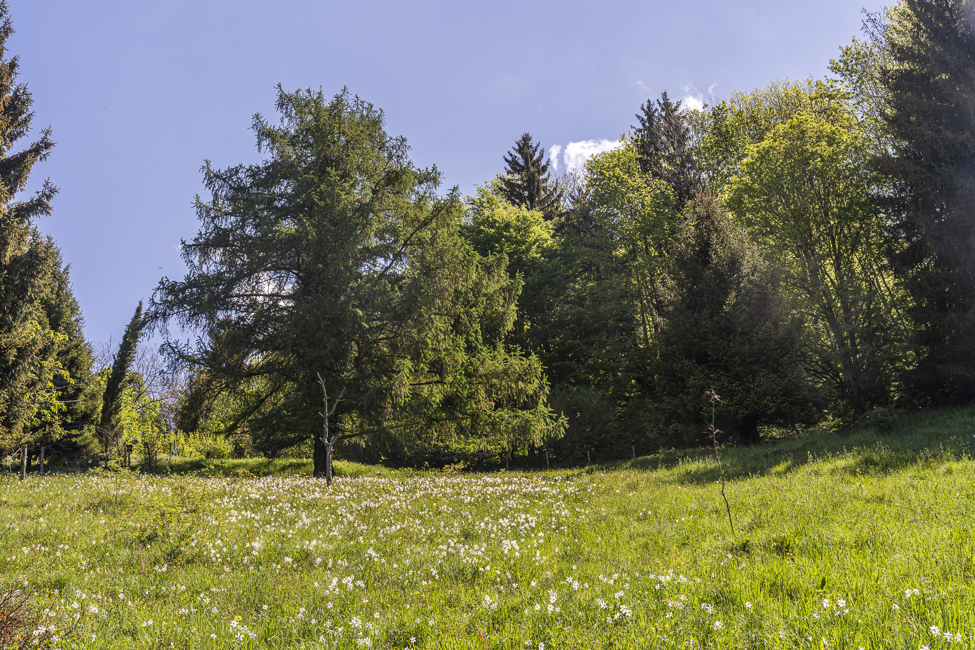 Daffodil bloom in Glion