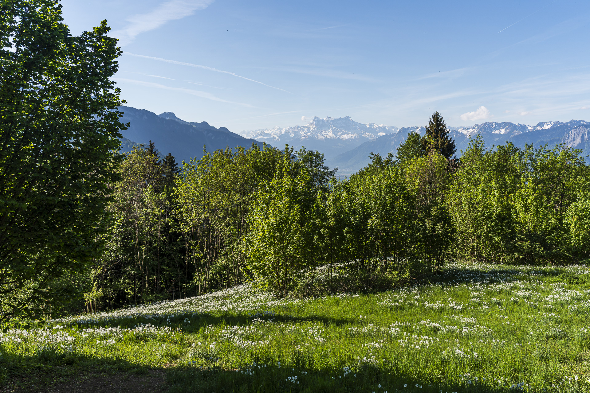 Daffodil bloom in Les Avants