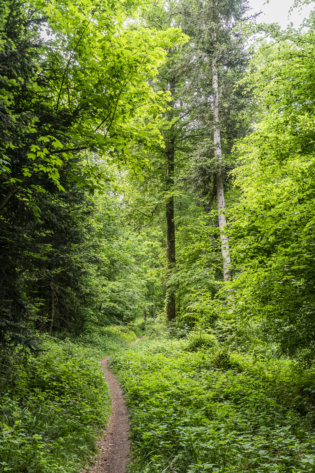Natural forest reserve near Baden