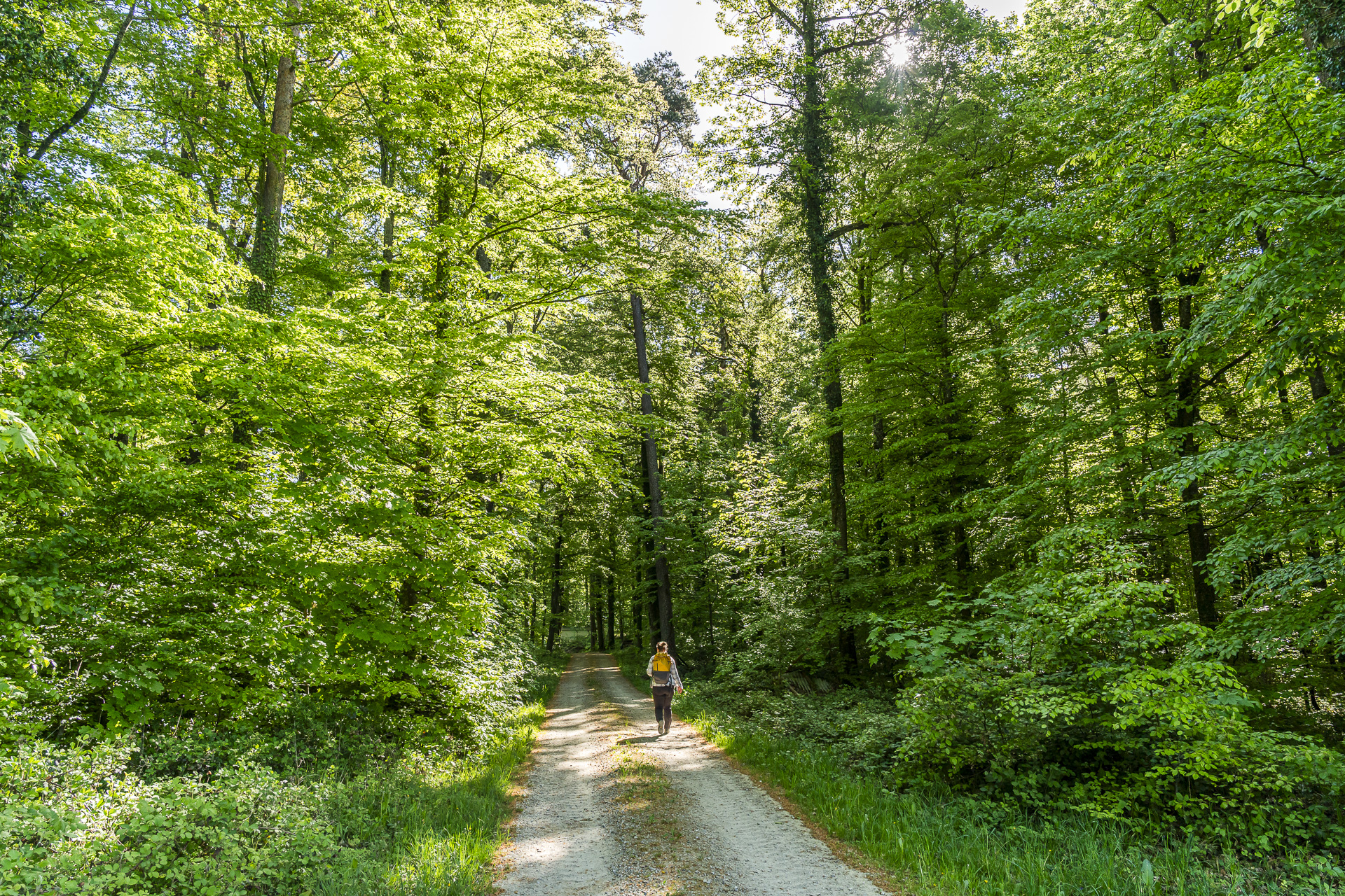 Woodland trail in the wine country