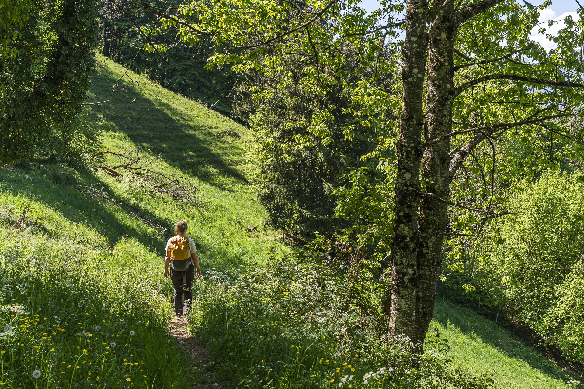 Daffodil walk in Glion