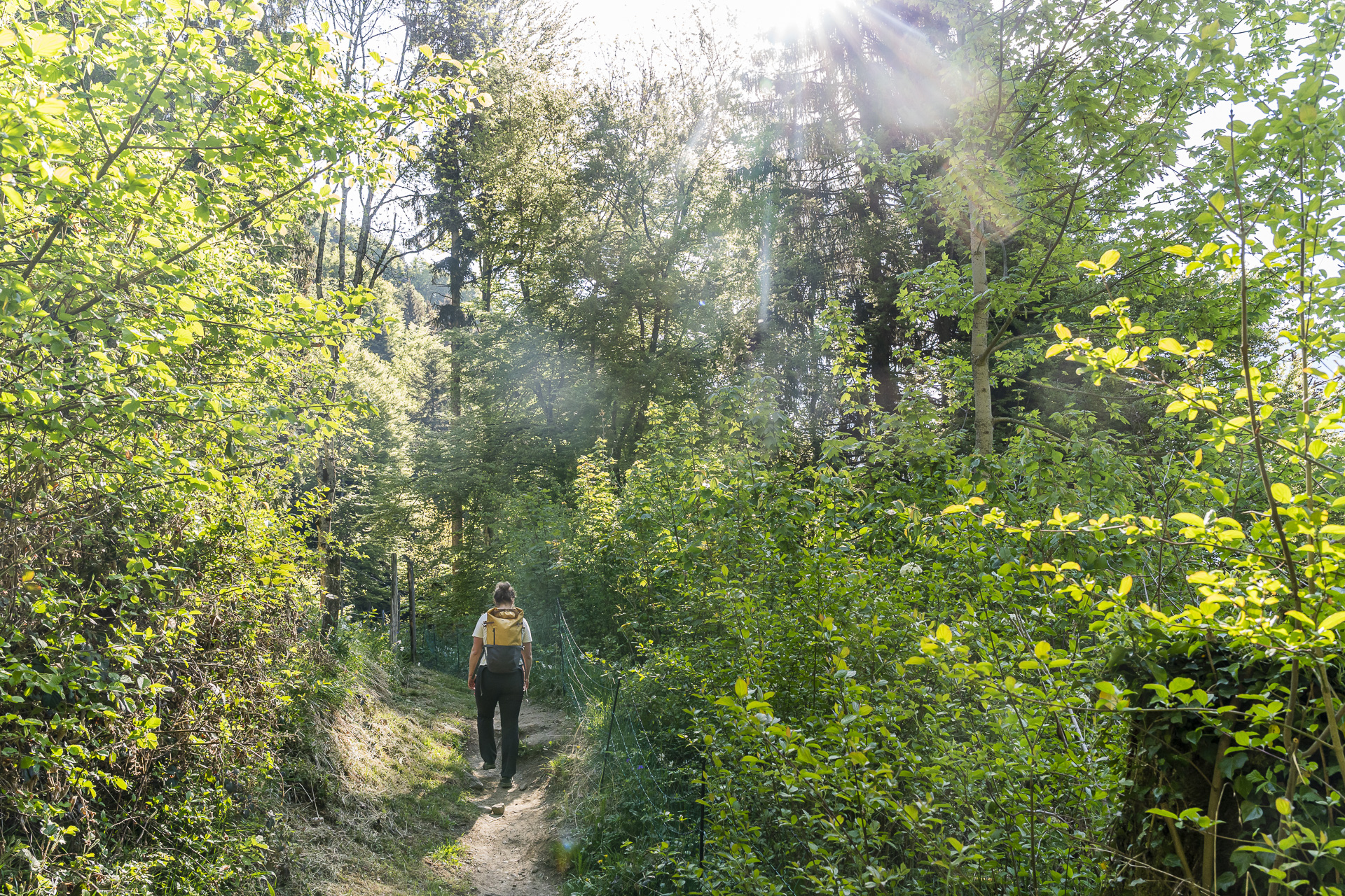 Le Chemin des Narcisses