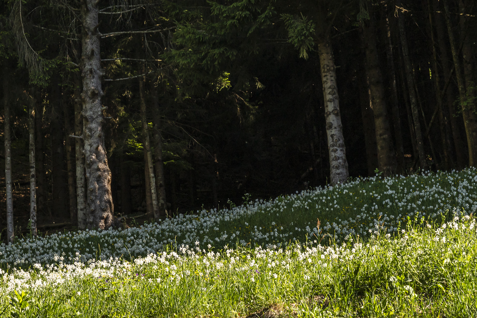 Daffodil bloom in Les Avants
