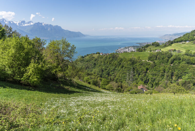 Daffodil field in Glion
