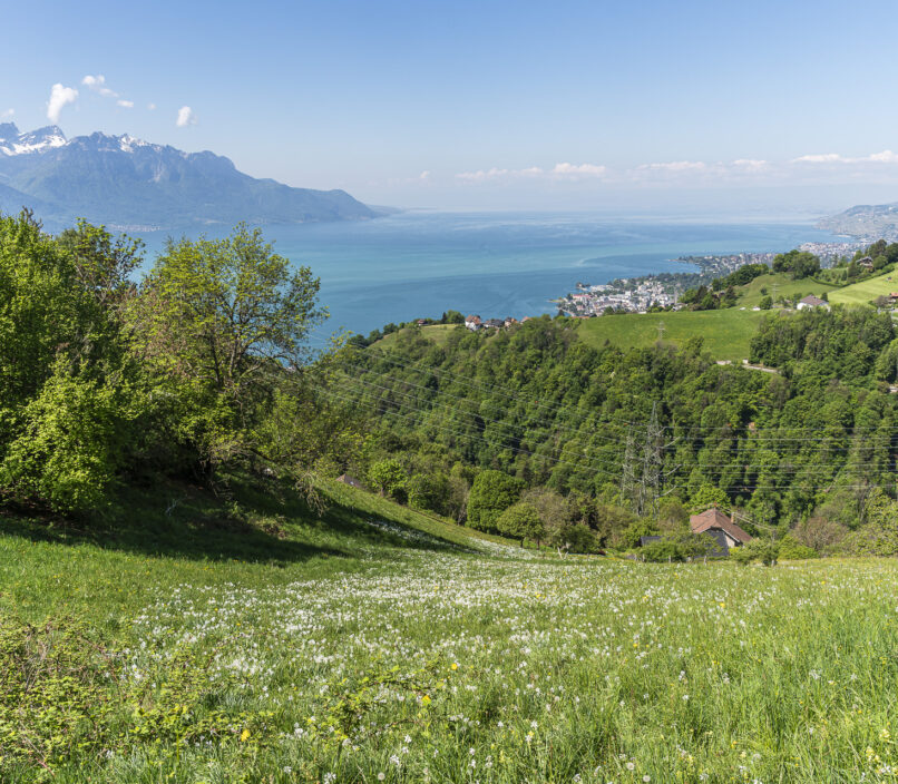 Daffodil field in Glion