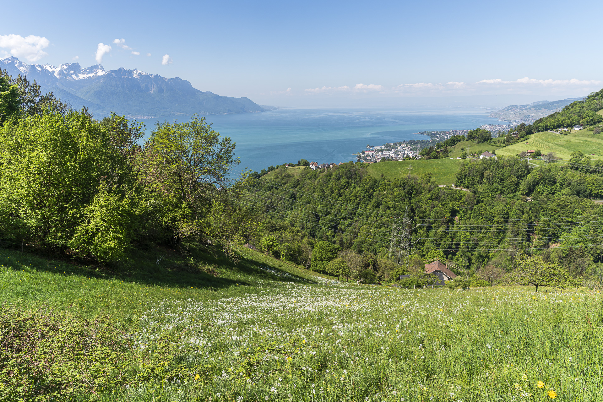 Daffodil field in Glion