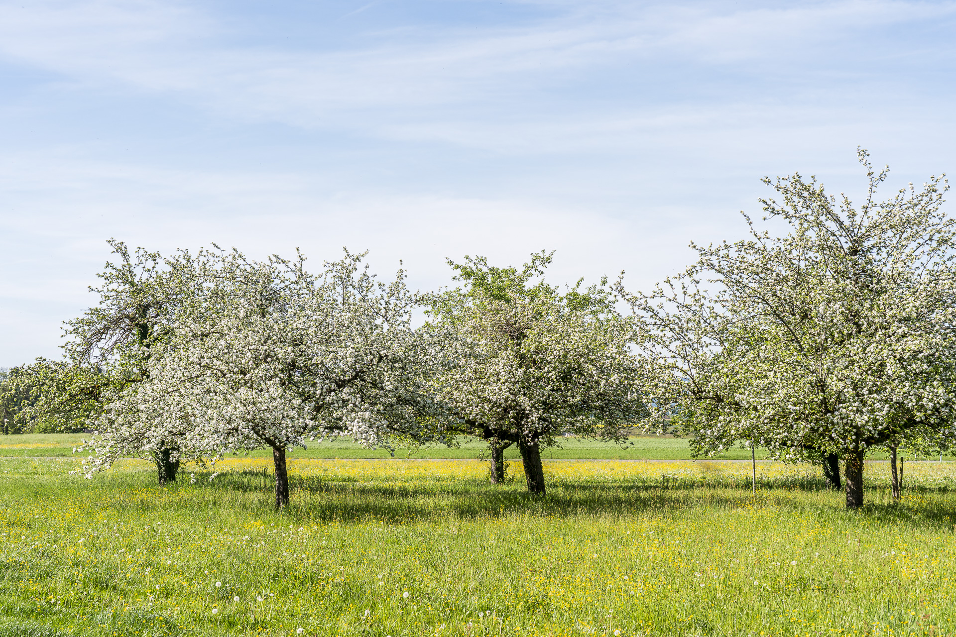 Fruit trees