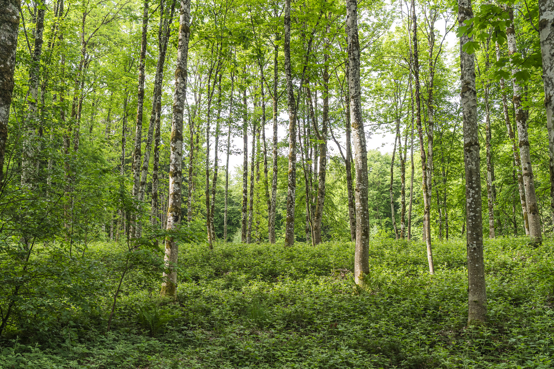 Forest in the Limmat Valley with birches