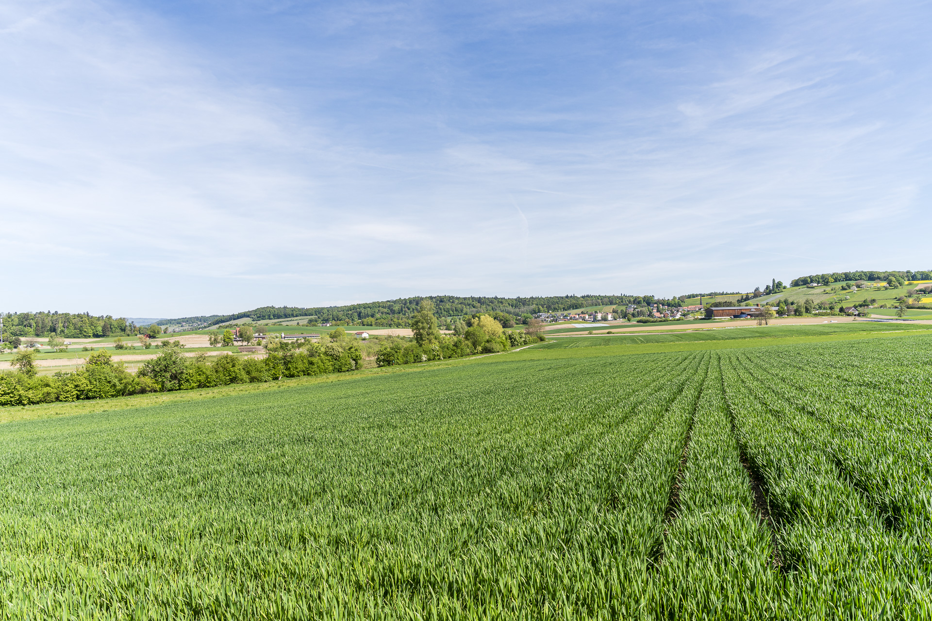 View of Trüllikon