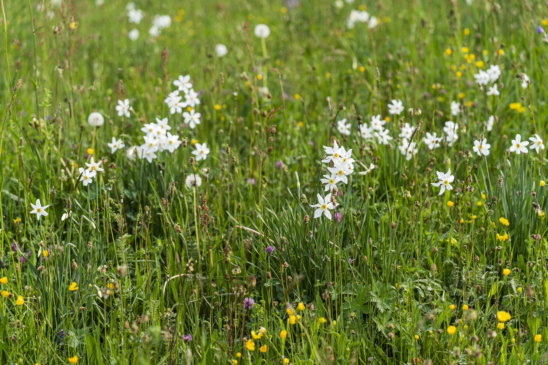 Blooming daffodils in Les Avants
