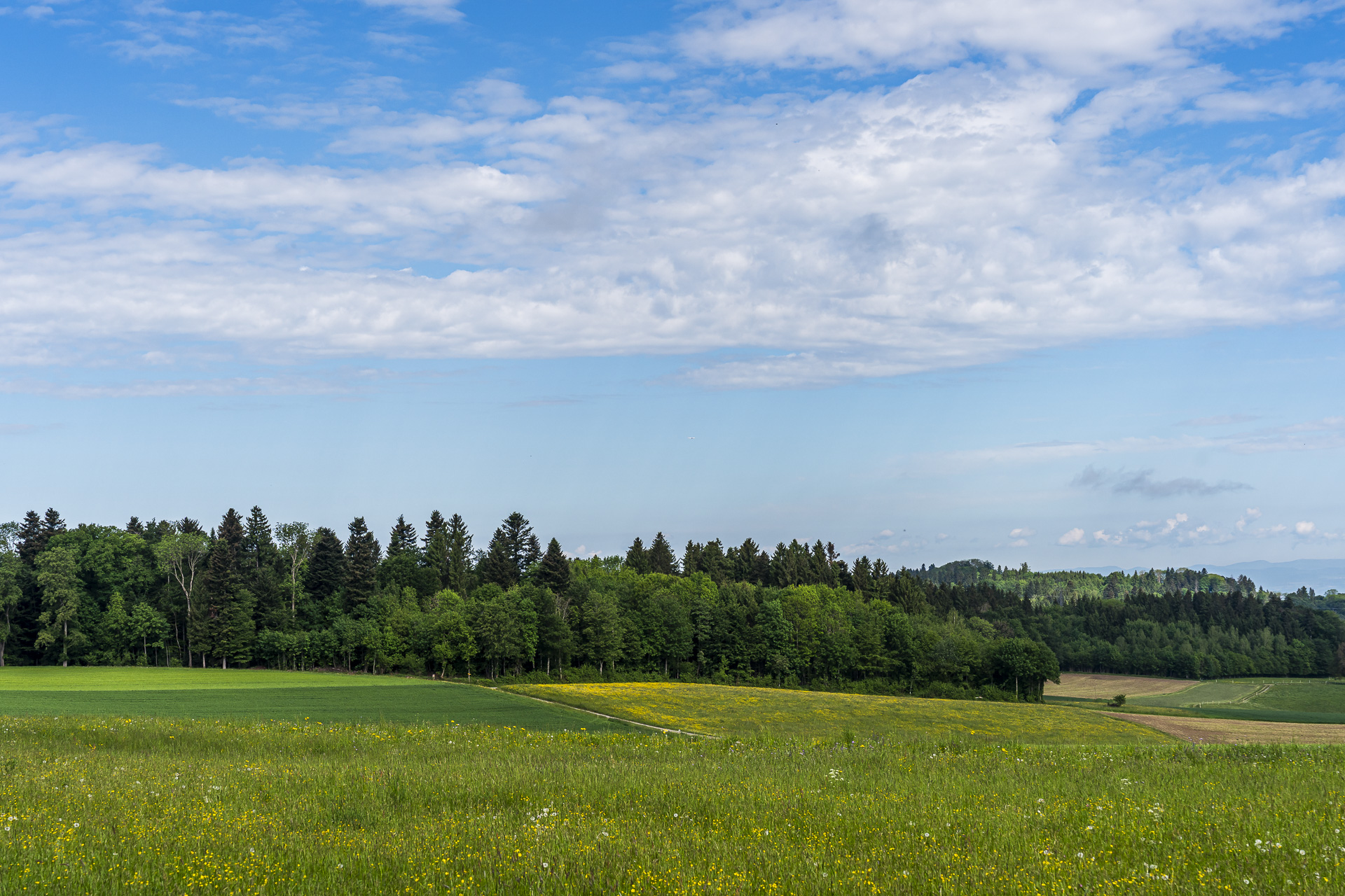Fields and forests near Heitersberg