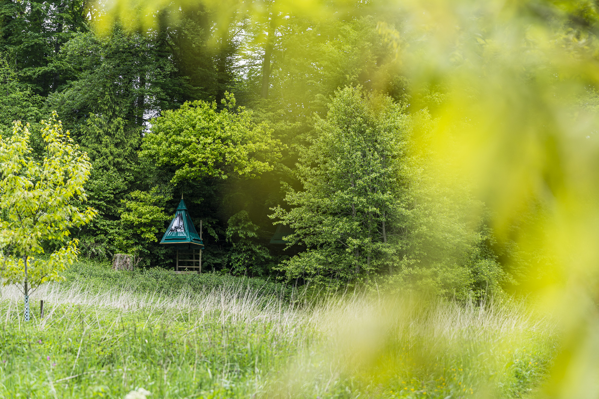 Bivouac in the trees