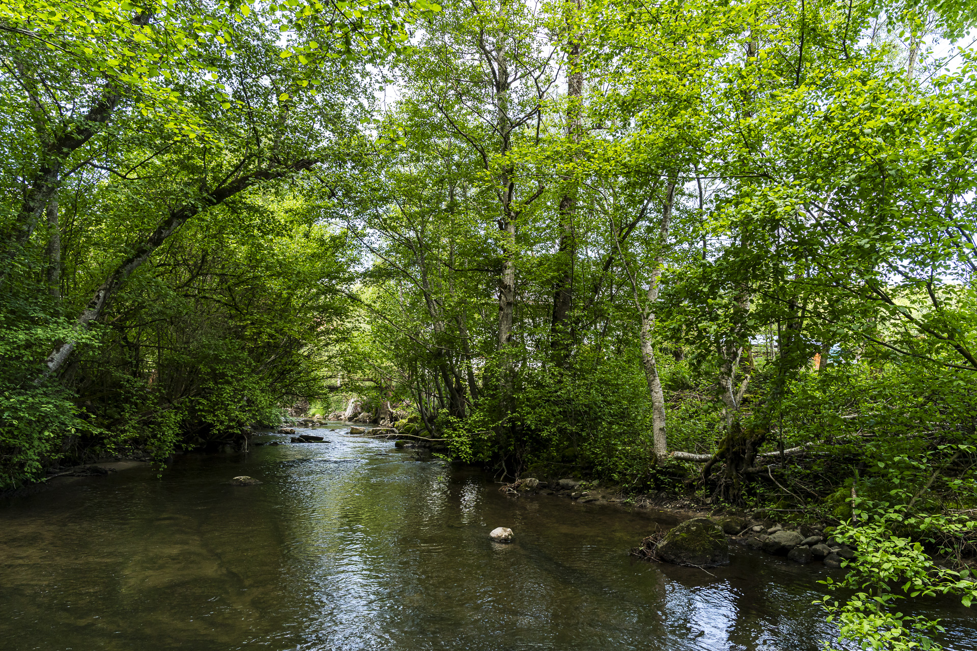 Stream at Bivouc dans les Arbres