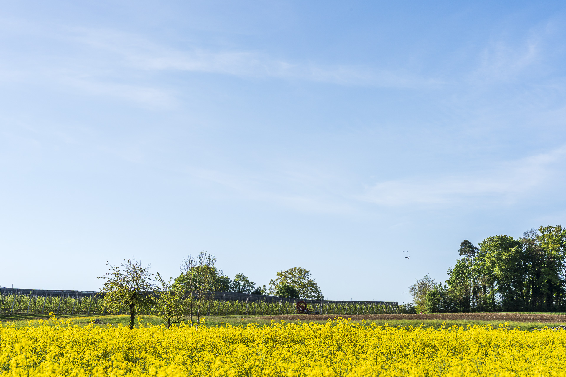 Canola in bloom