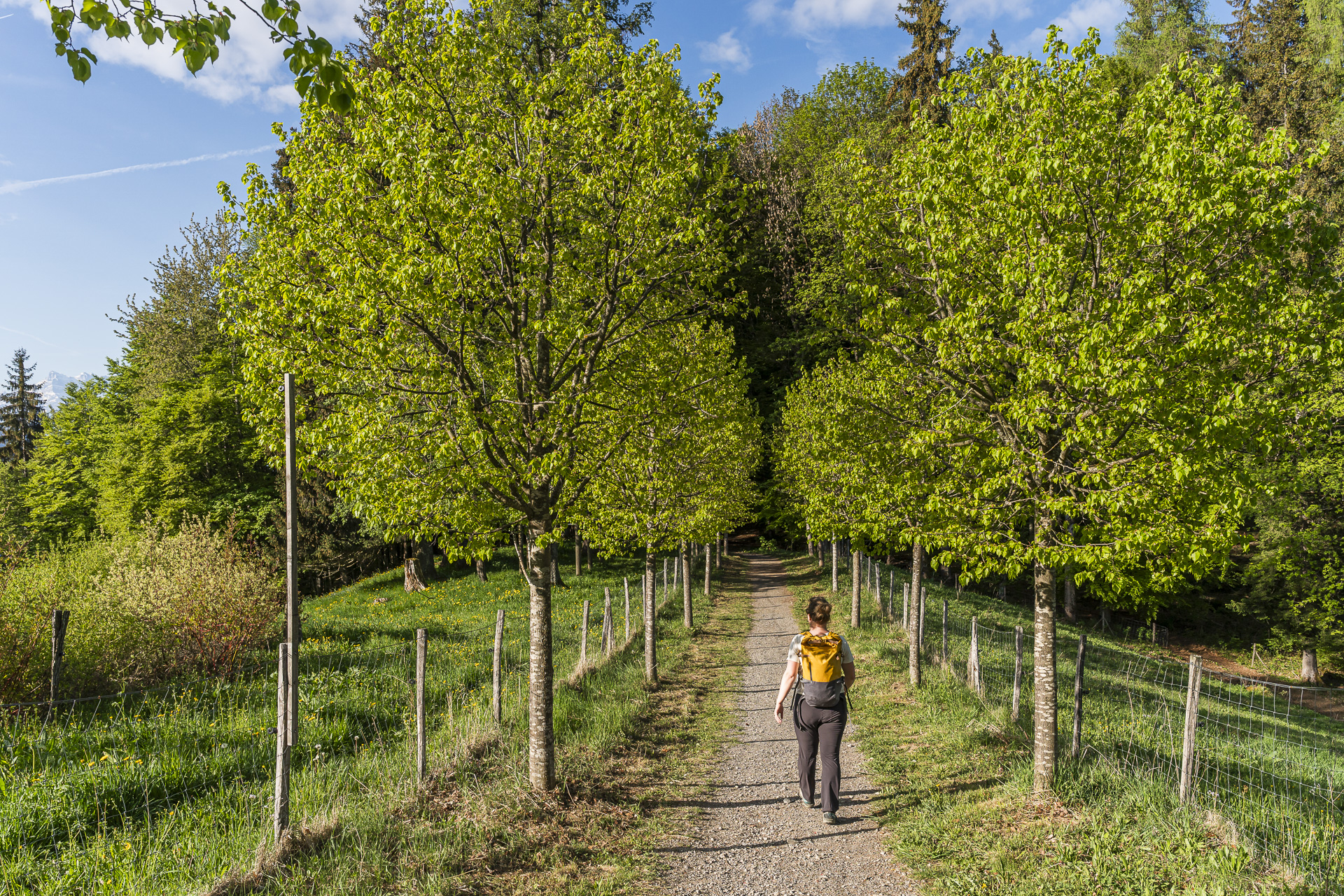 Daffodil trail in Les Avants