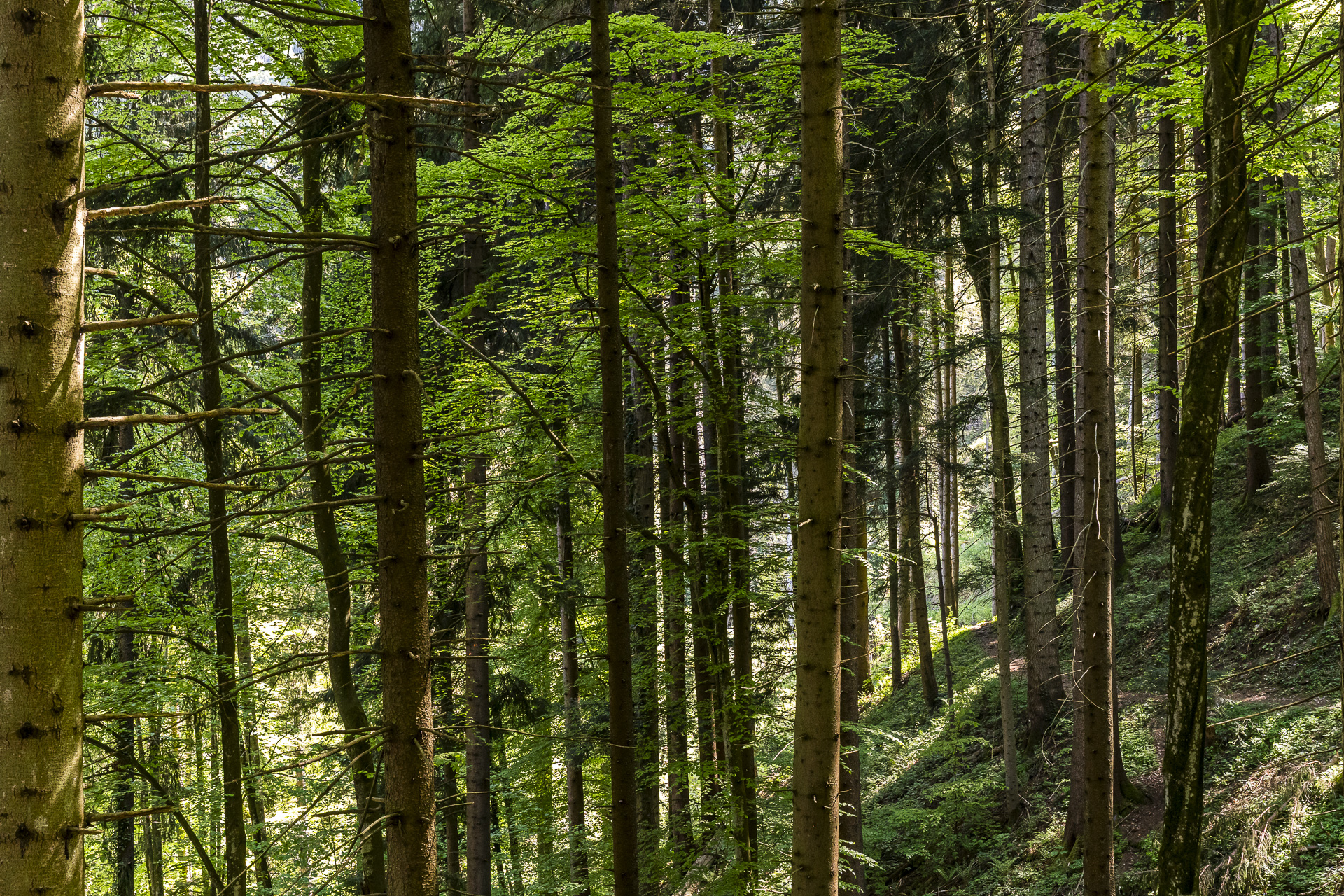 Forest path in Caux