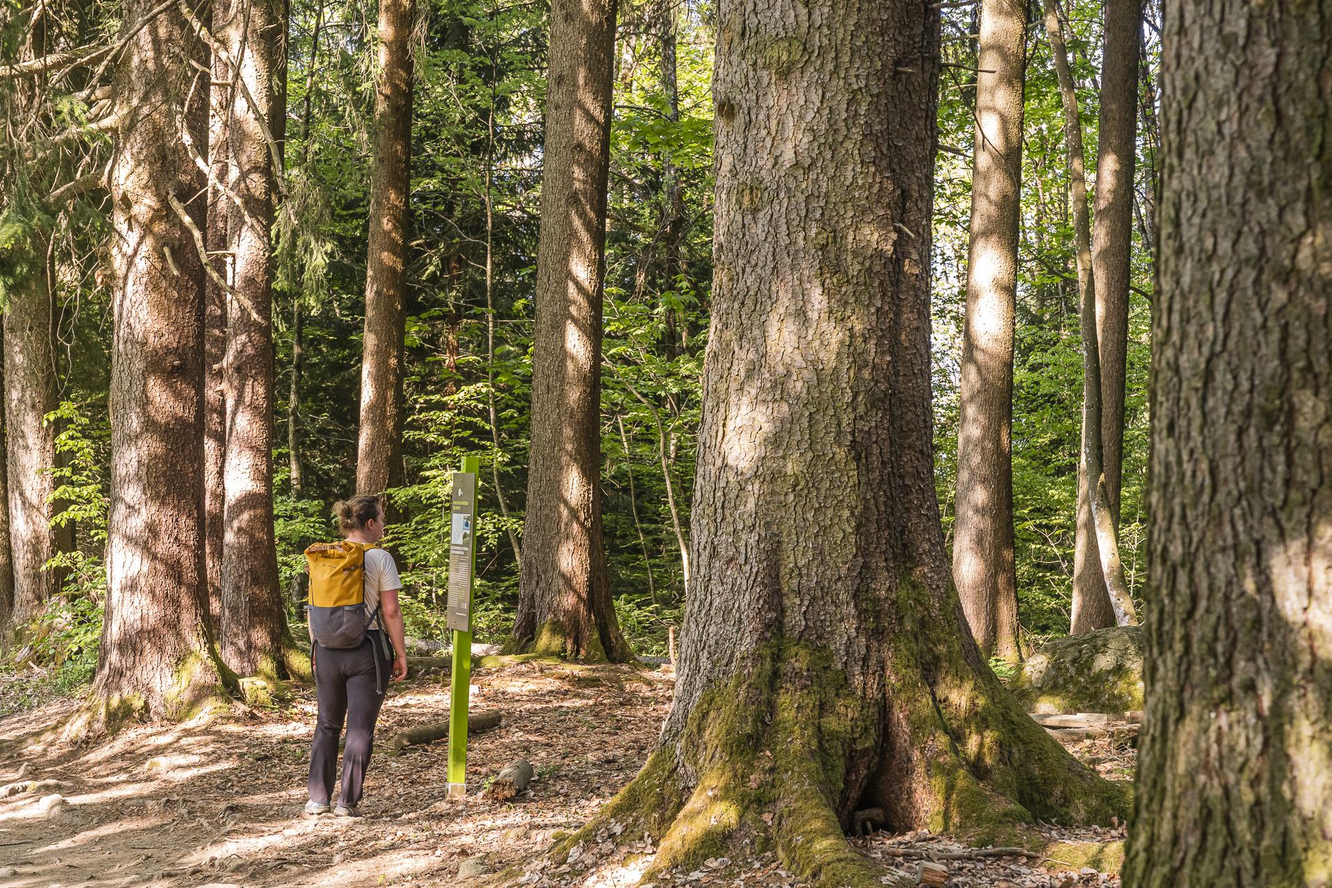Les Avants Chemin des Narcisses
