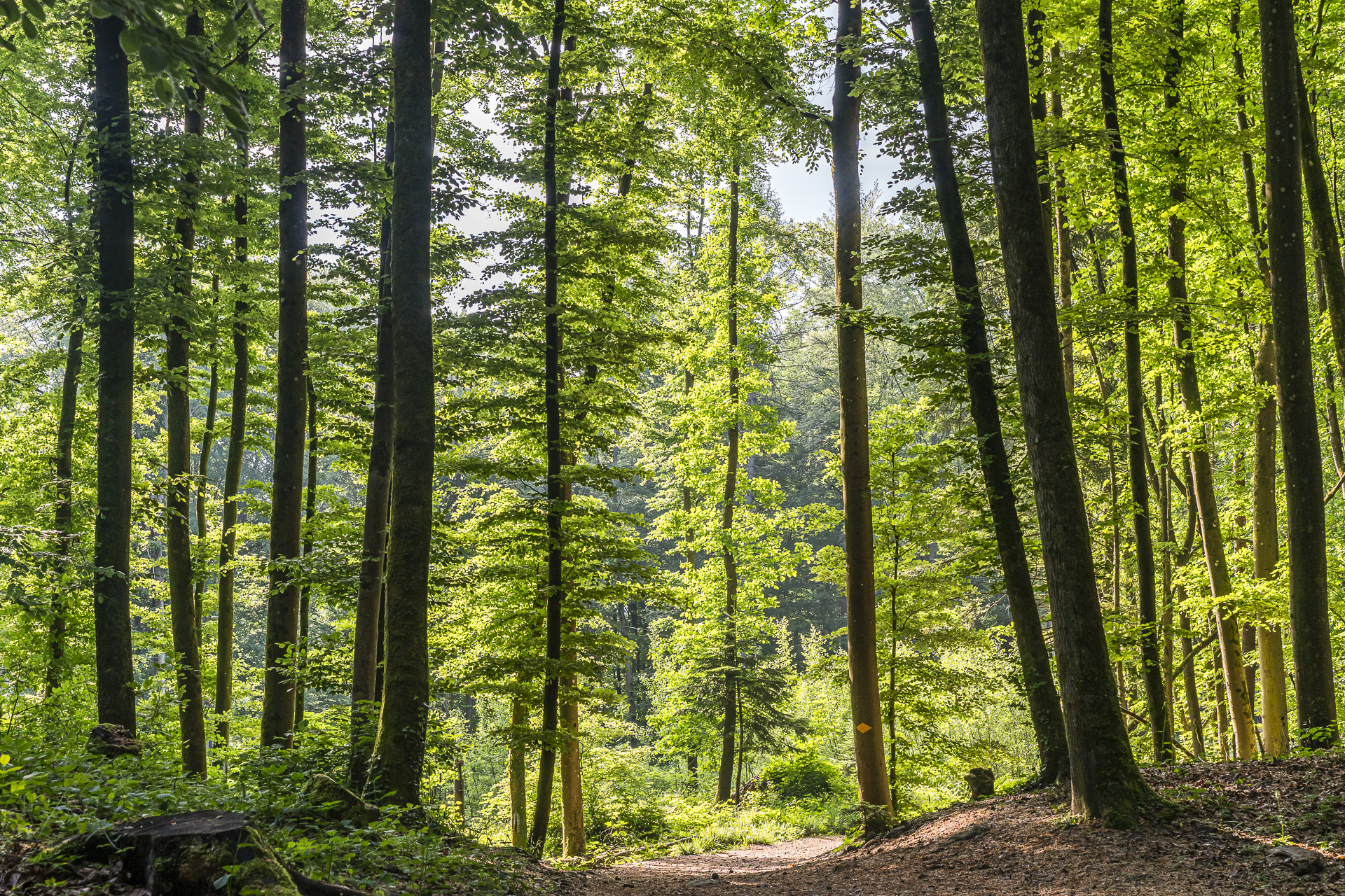 Forest in Baden