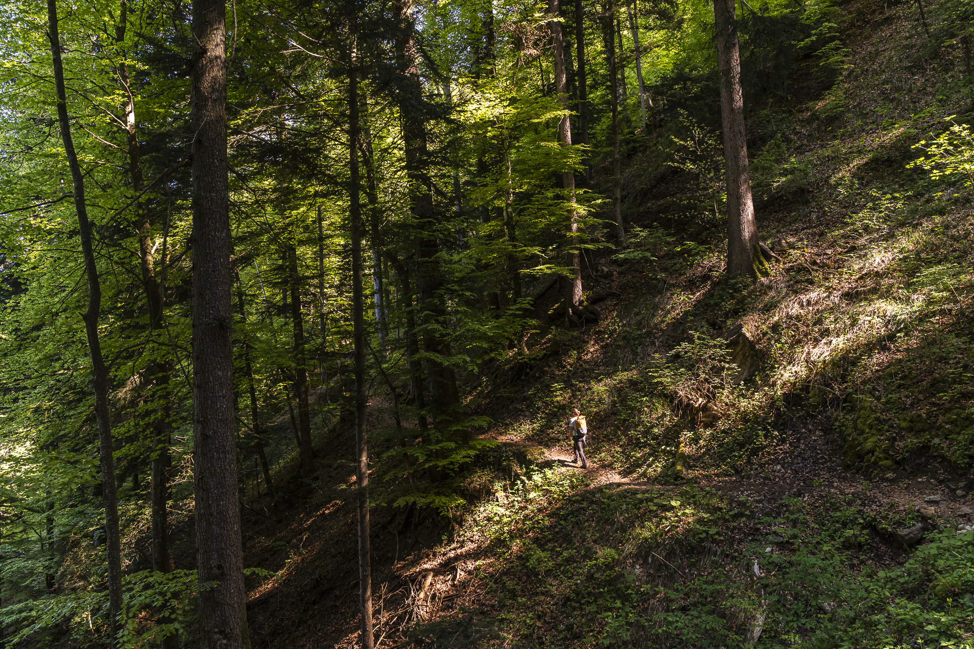 Forest hike near Glion