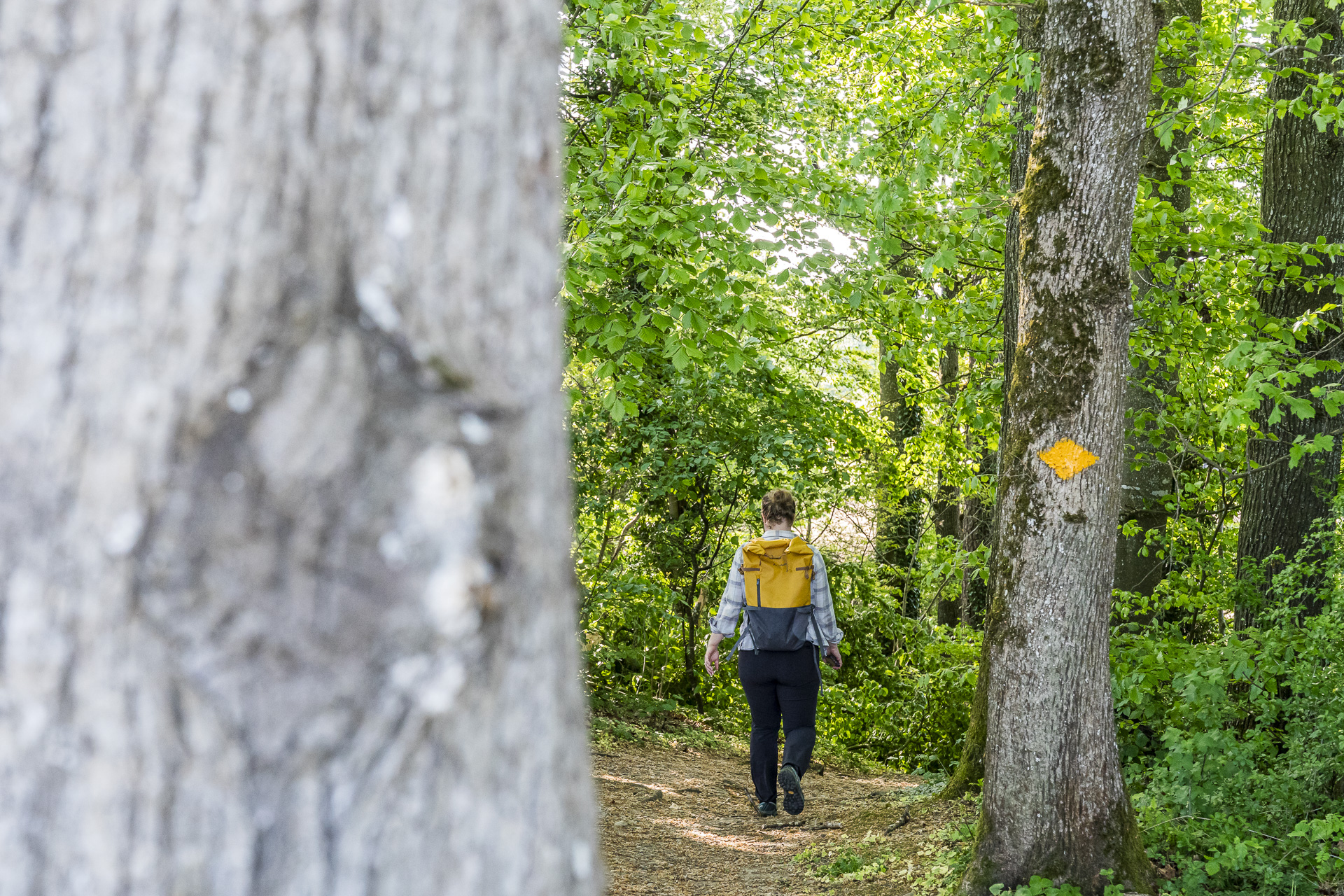 Forest trail