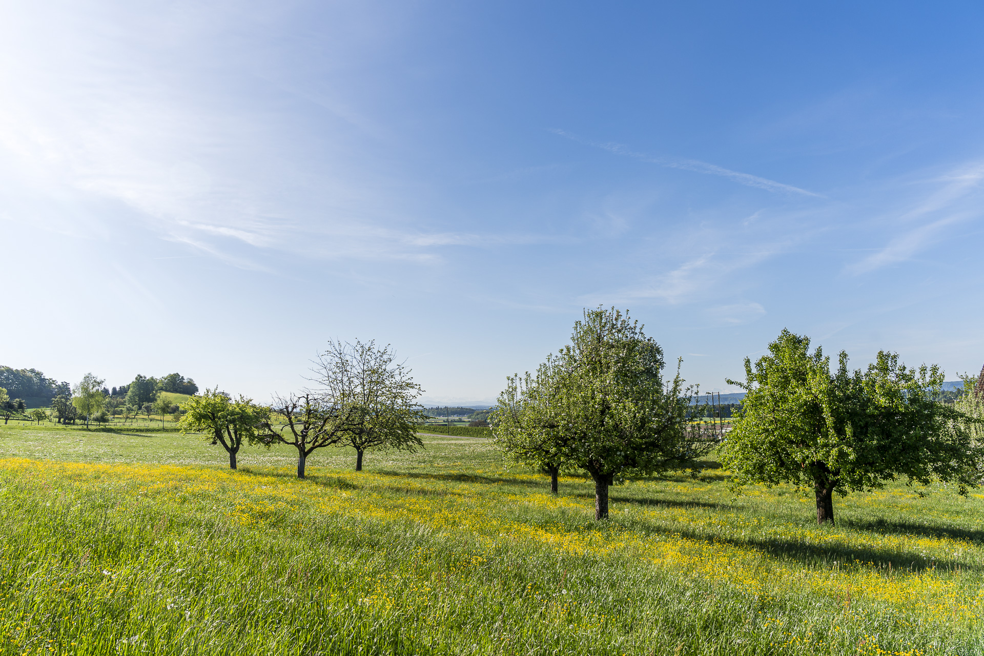 Fruit trees in the wine country