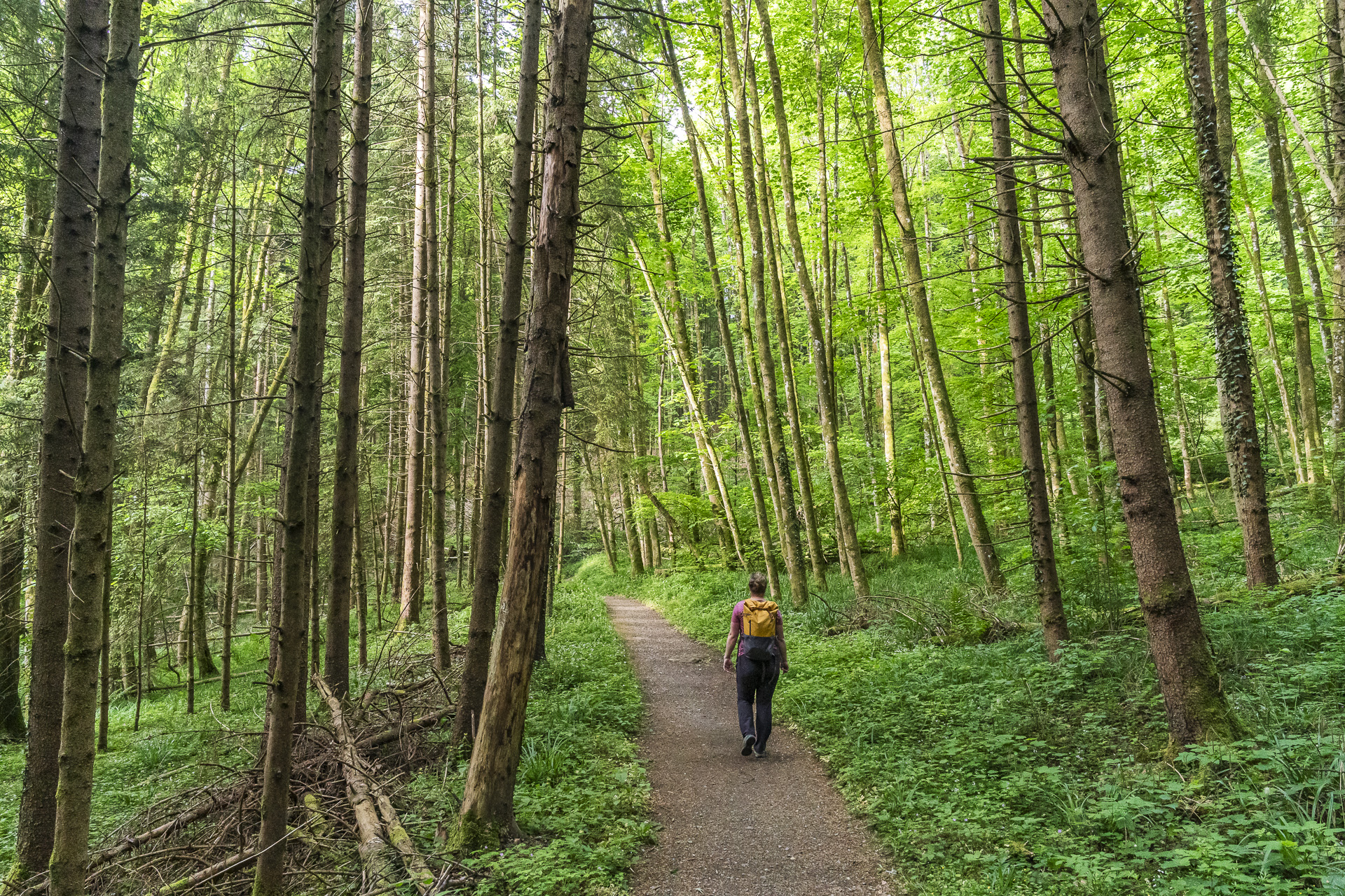 Teufelskeller natural forest reserve