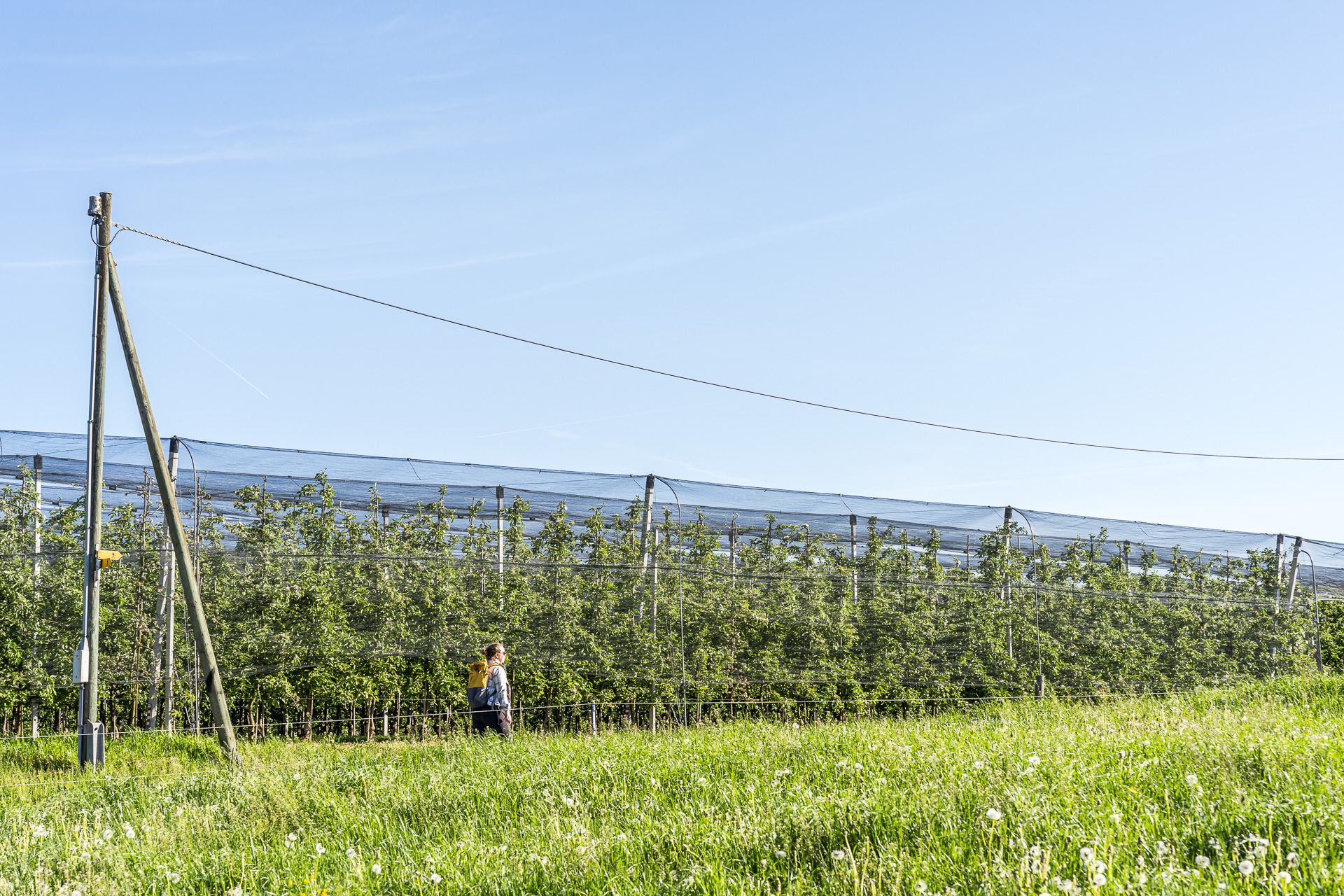 Vineyard landscape
