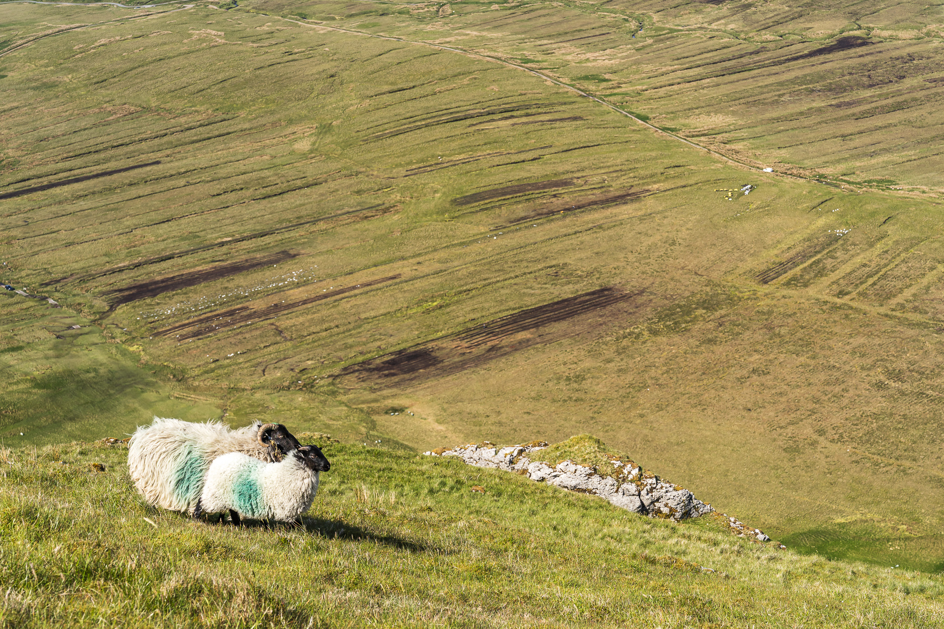 Sheep in Ireland