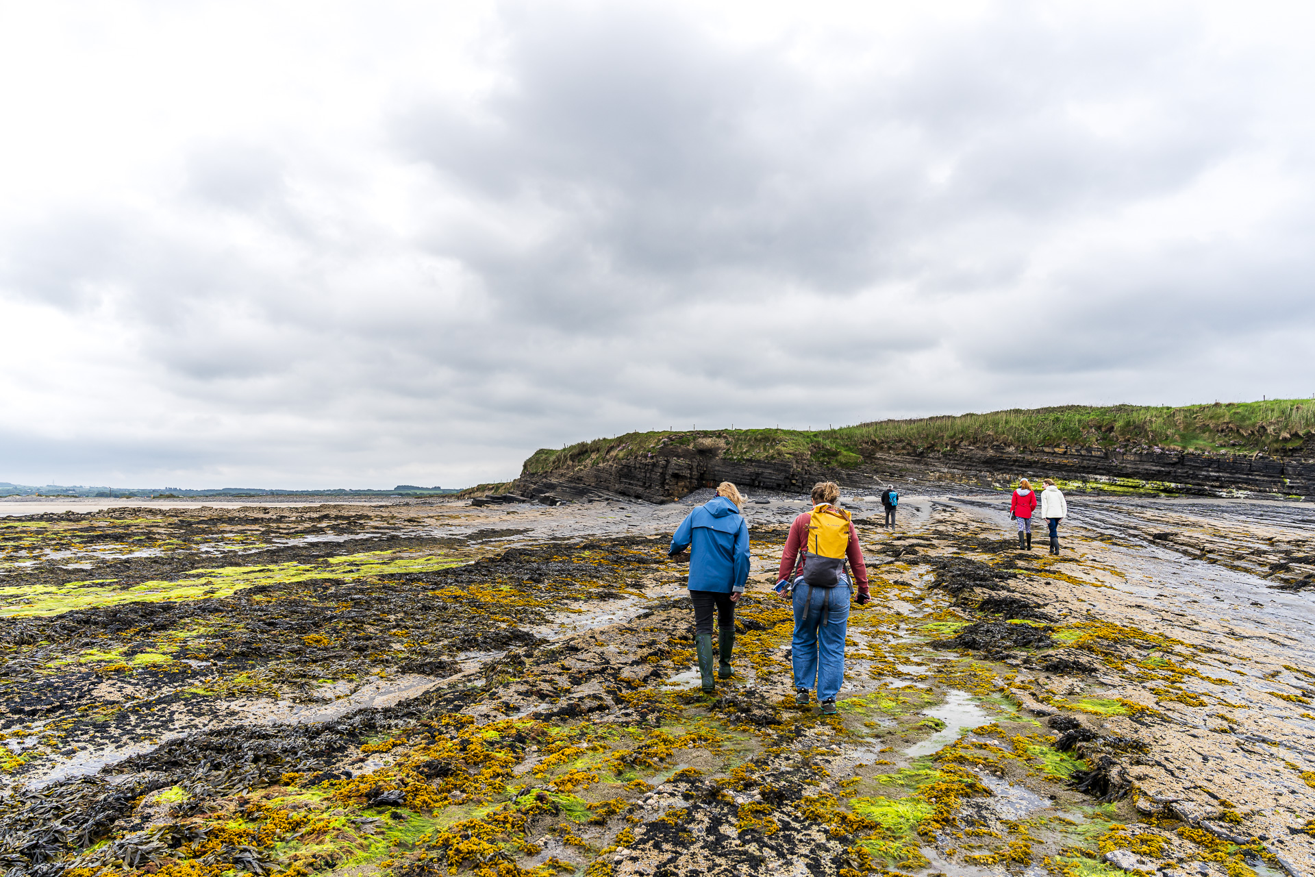 Seaweed walk in Ireland