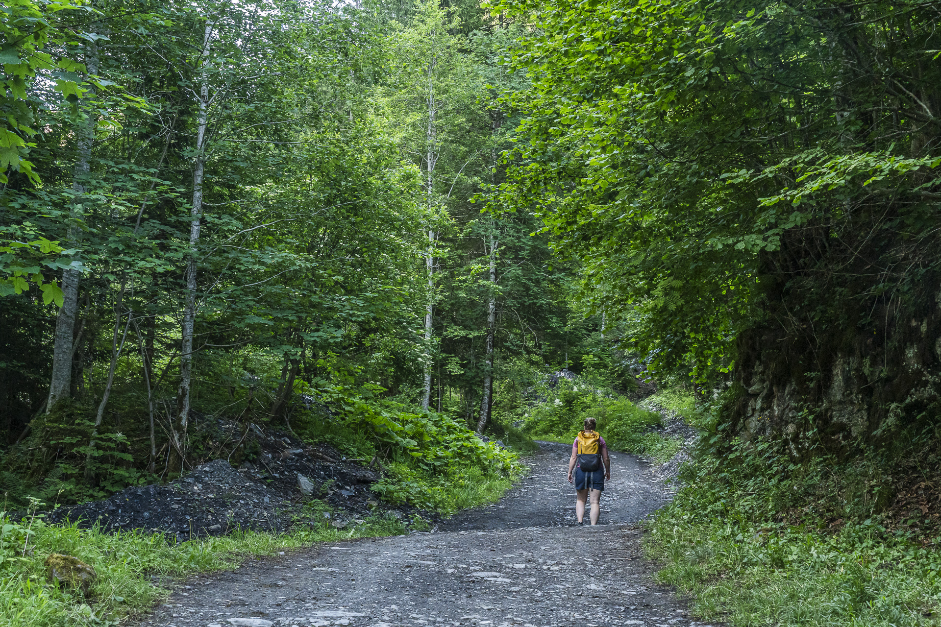 Forest trail