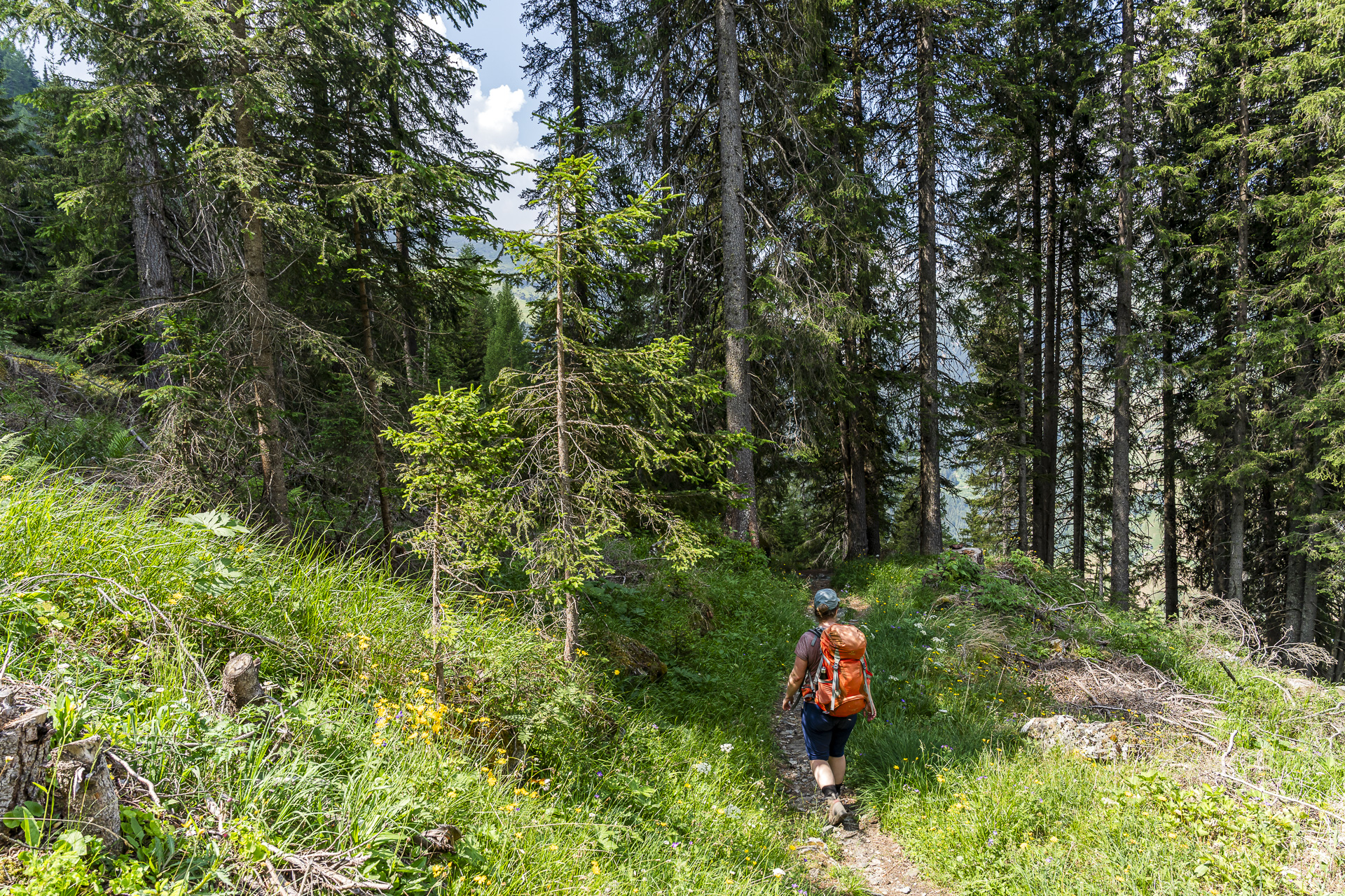 Trail through the forest to Vals