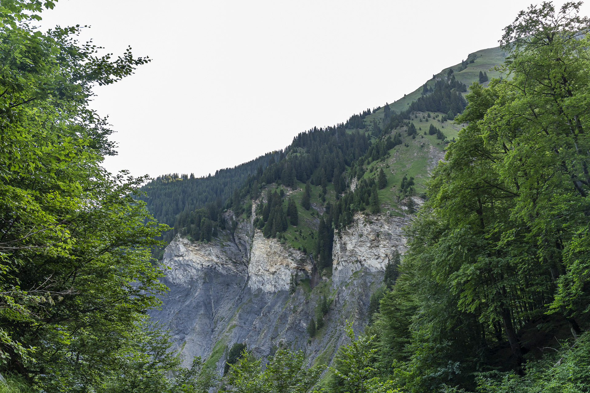 Gufertal, Weisstannen