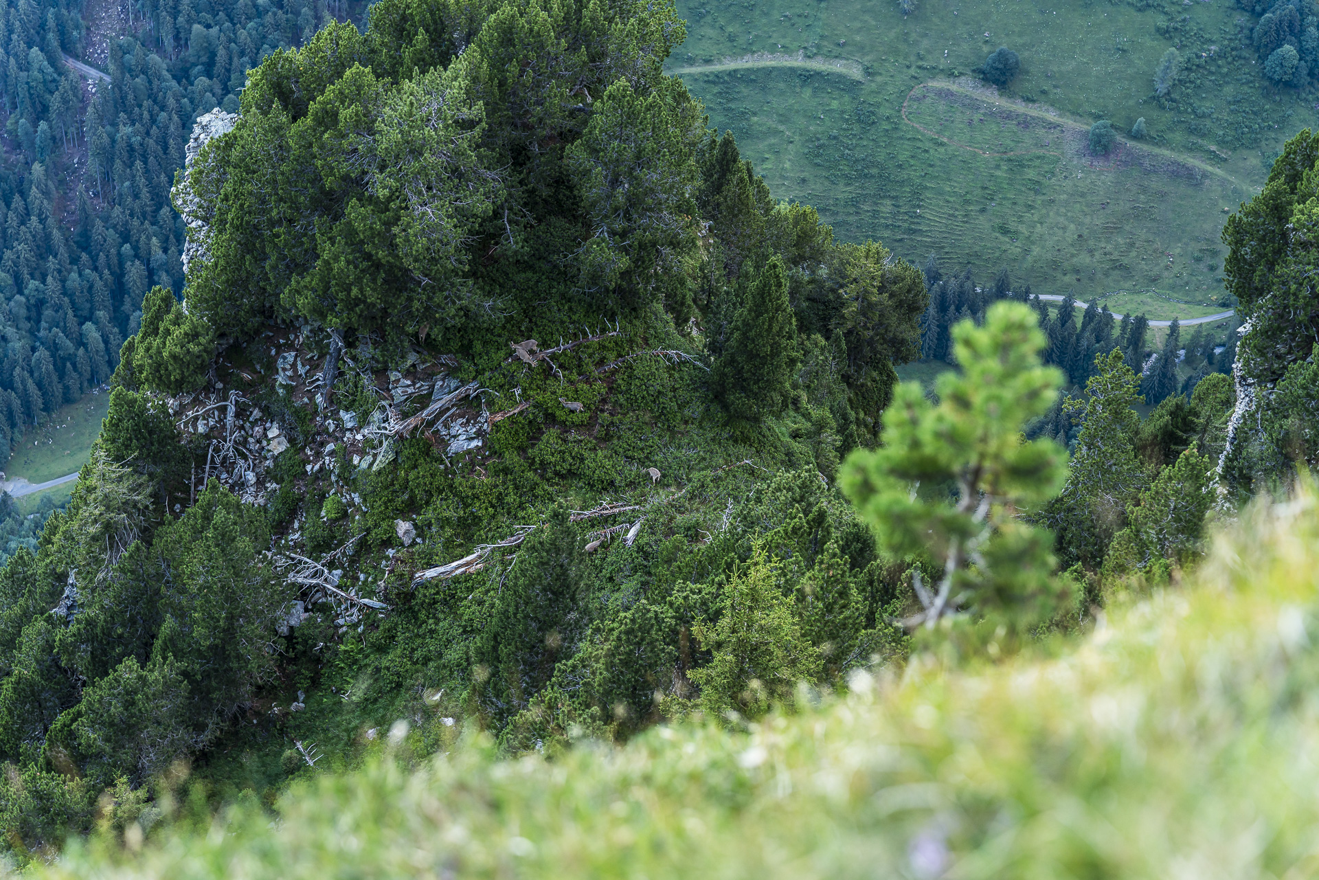 Watching ibexes at the Niederhorn