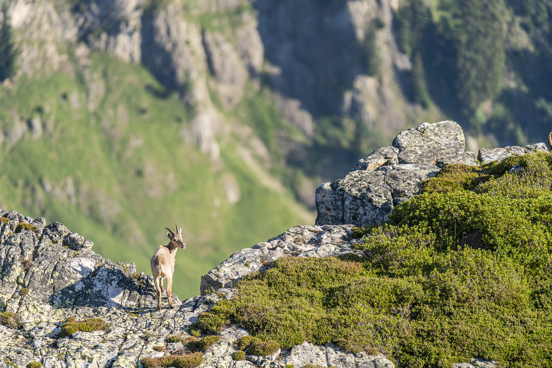 Ibex