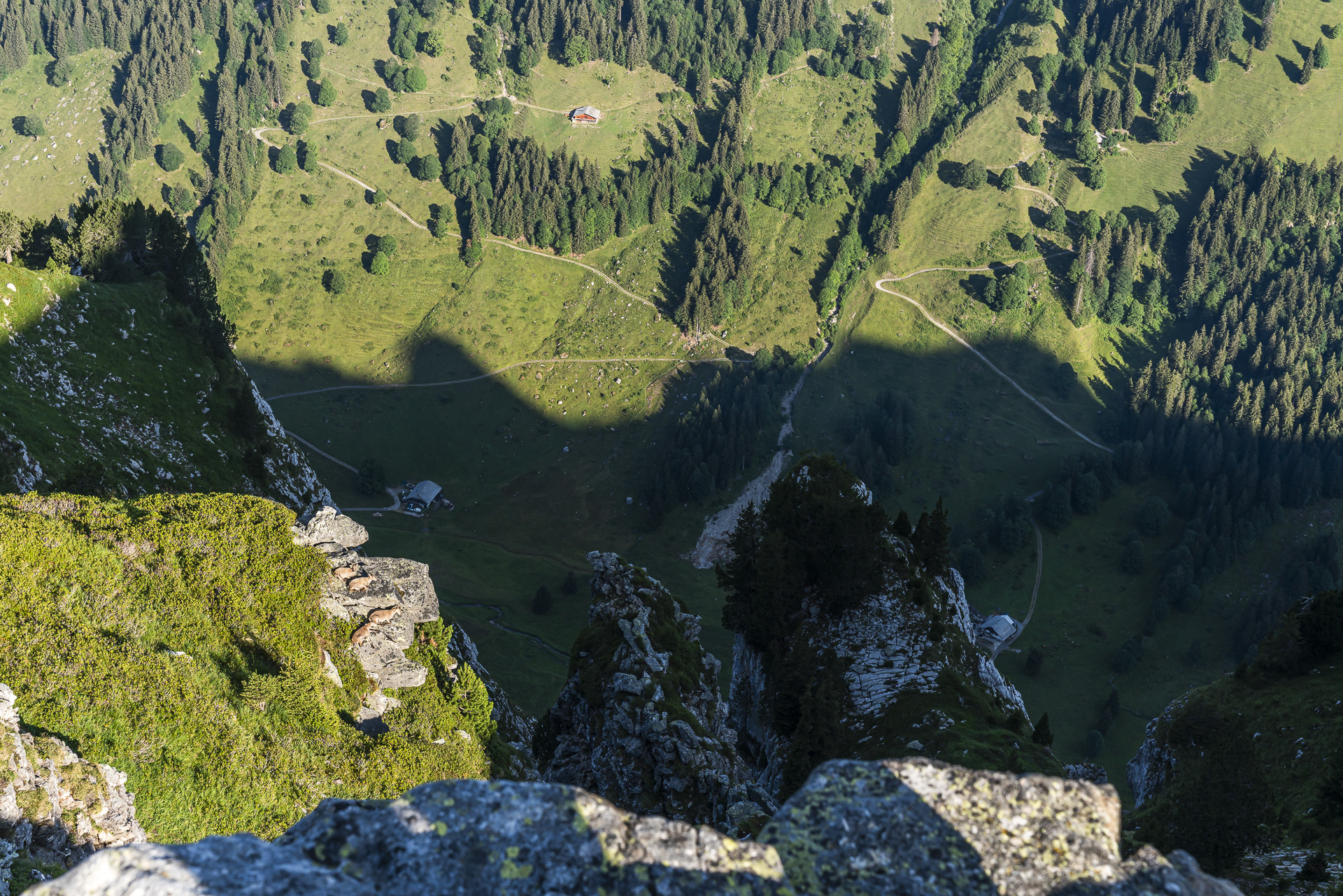 Wildlife watching at the Niederhorn