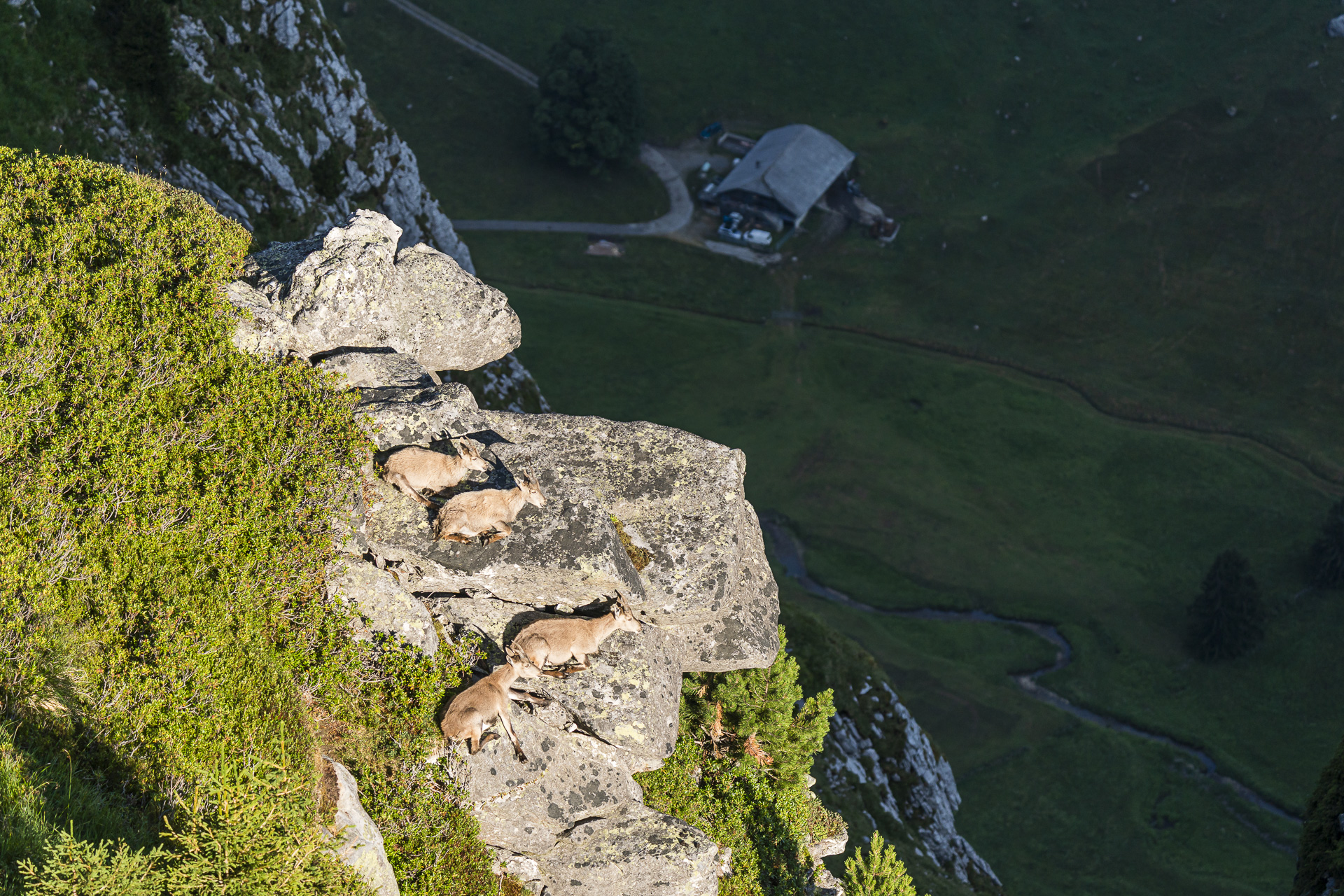 Resting female ibexes