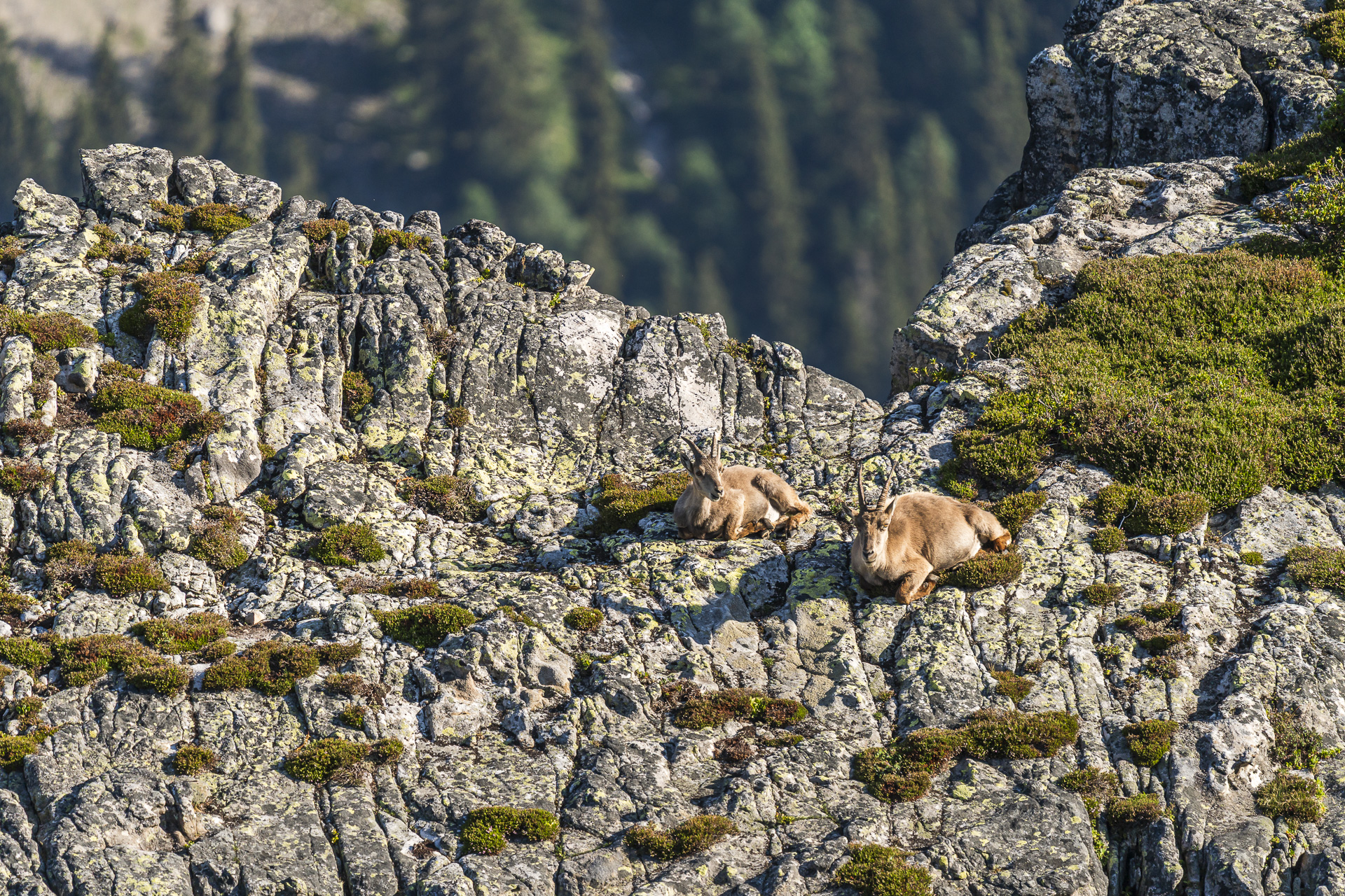 Ibex at the Niederhorn