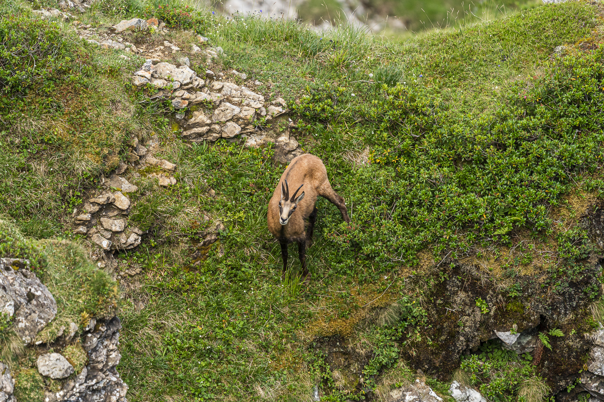Chamois on the Niederhorn