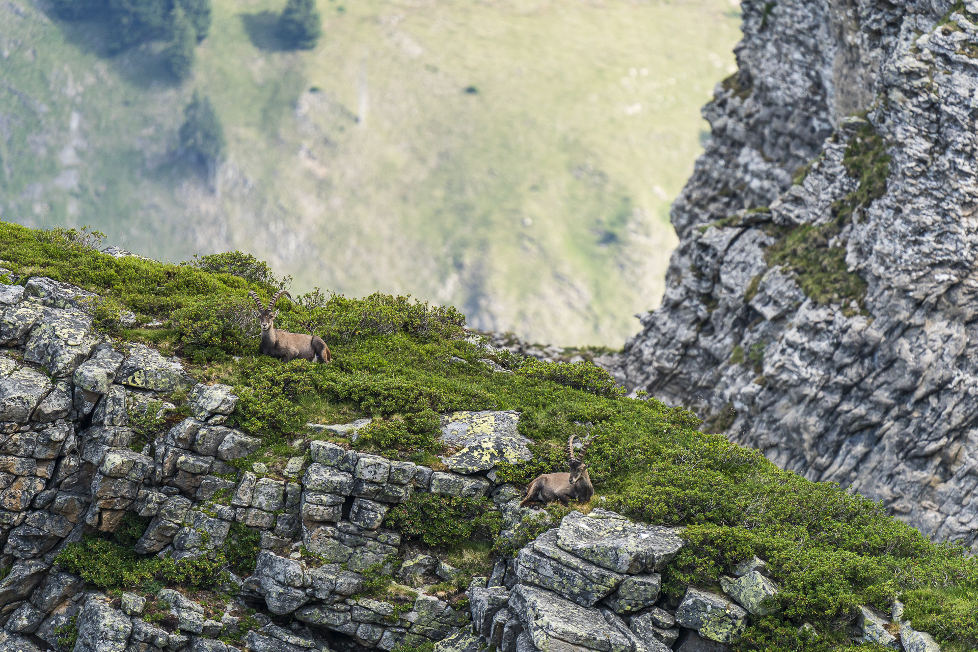 Two resting ibexes