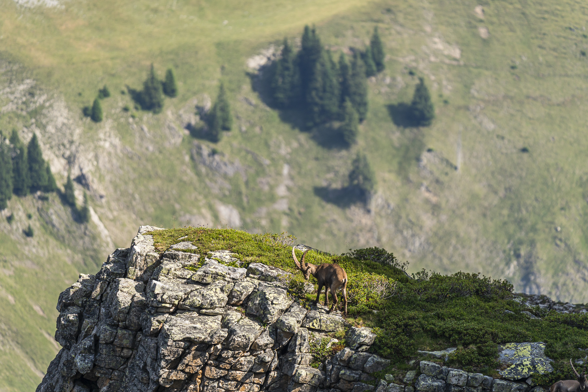 Watching an ibex