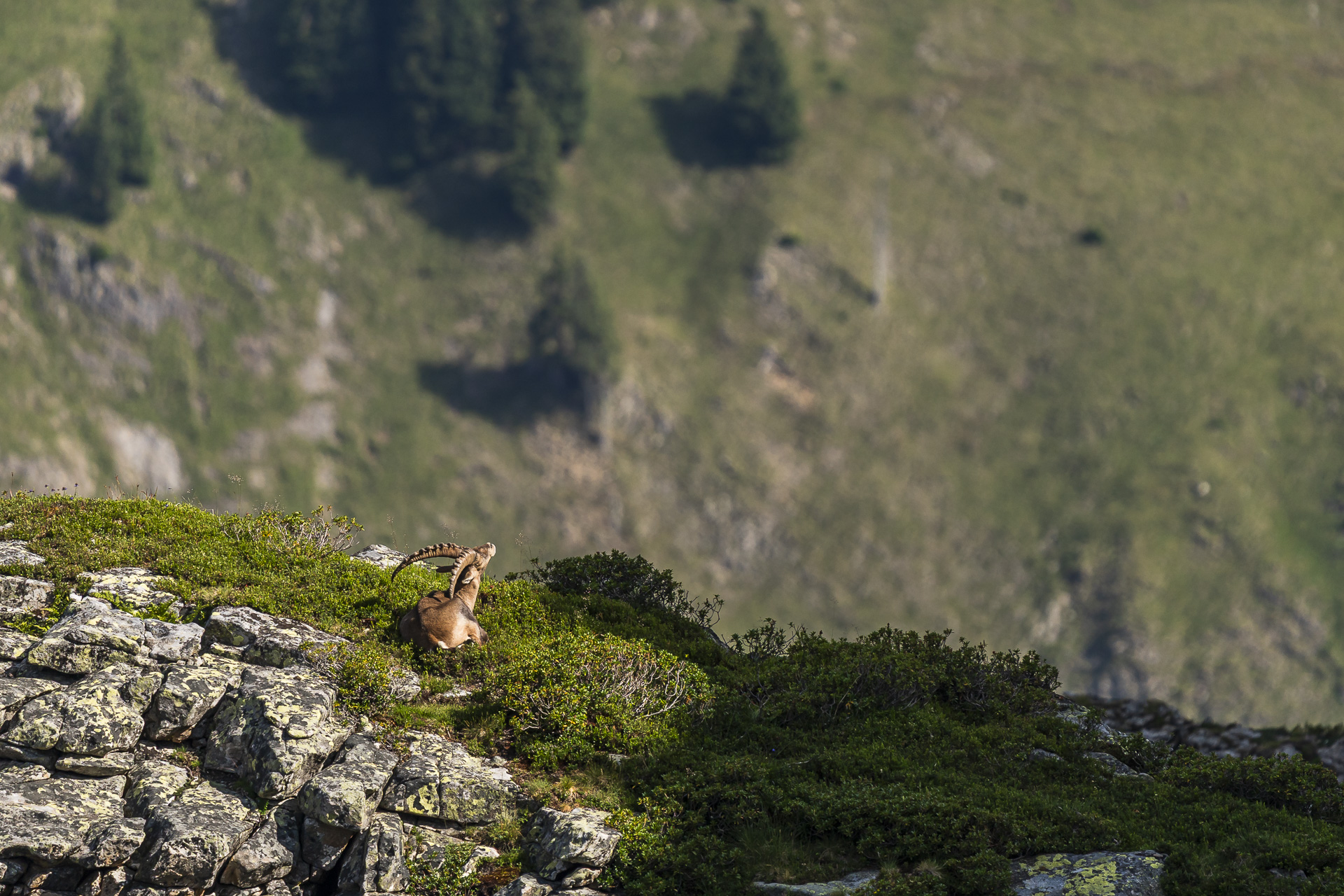 Ibex in the Bernese Oberland