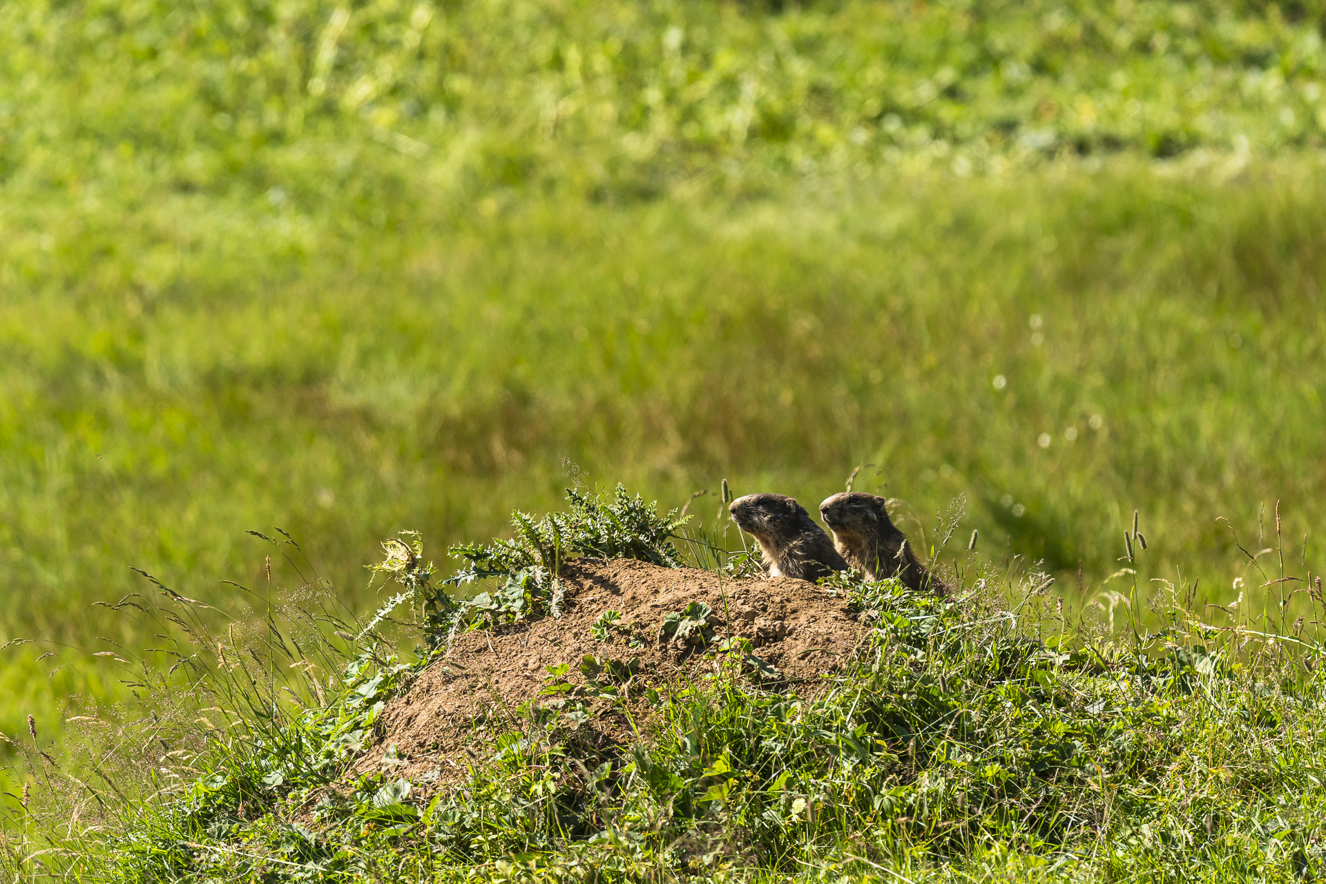 Watching marmots