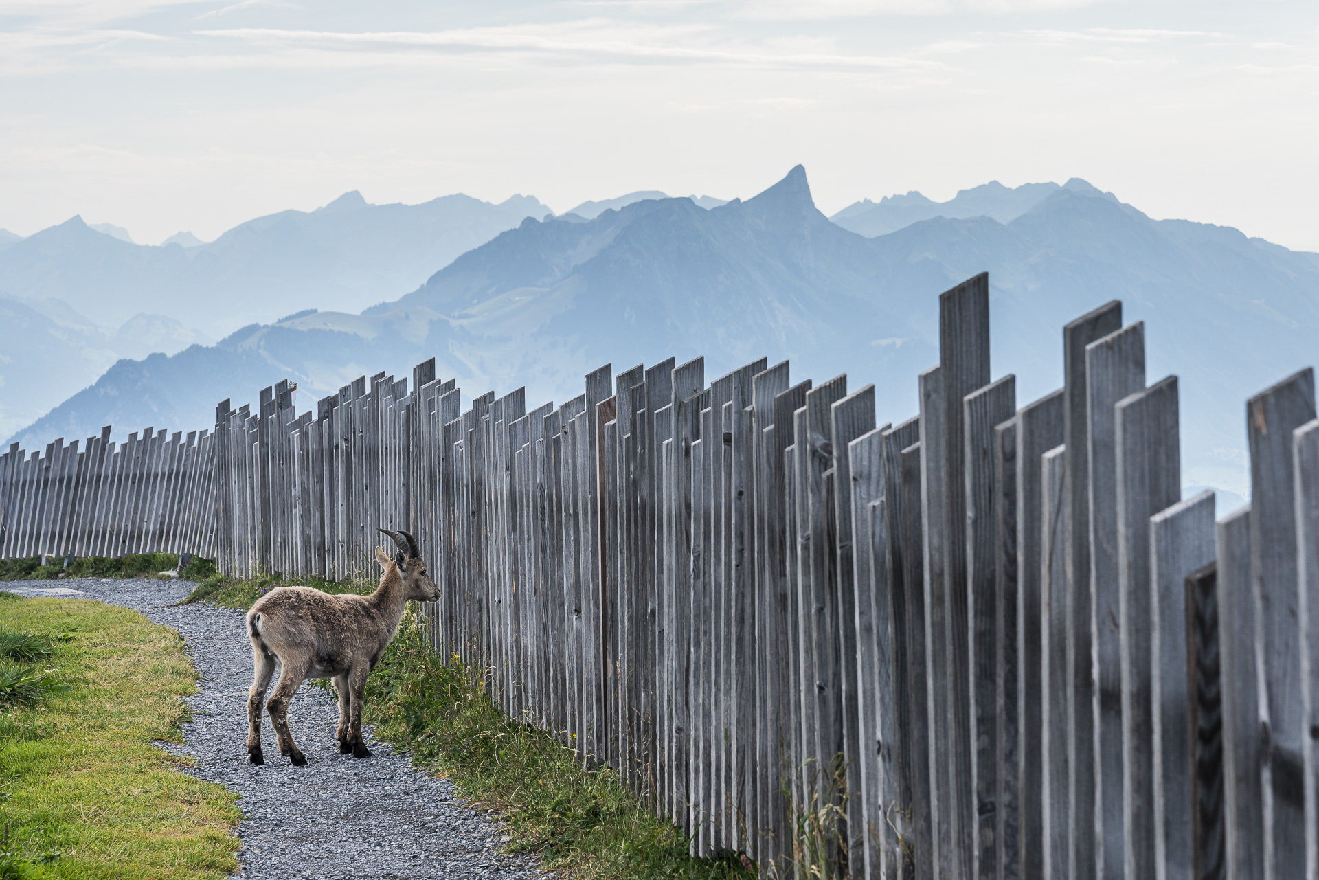 Young ibex on the Niederhorn