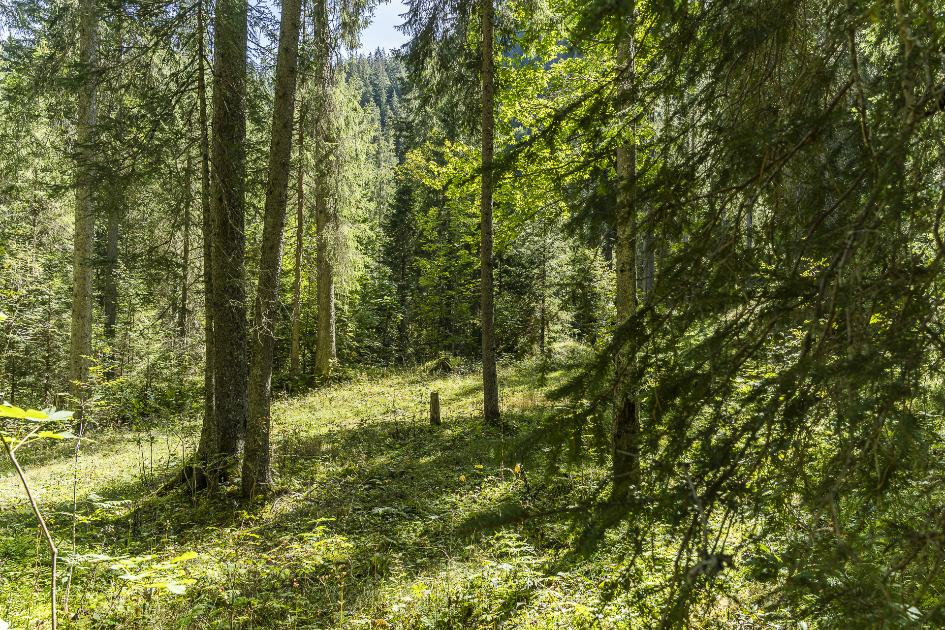 Forêt sur la Grimmialp